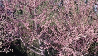 Primavera en el Jiloca